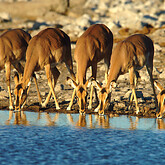 Impalas am Wasserloch (C) Christian Kneissl