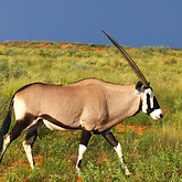 Oryx-Antilope (C) Christian Kneissl