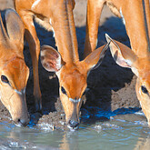 Nyala-Antilopen (C) Christian Kneissl