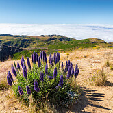 Natternkopf, Pride of Madeira (C) daliu, stock.adobe.com