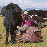 Khampa-Frau beim Melken (C) Anton Eder