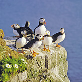 Papageitaucher am Vogelfelsen Latrabjarg (C) Christian Kneissl