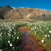 Landmannalaugar (C) Elisabeth Kneissl-Neumayer