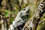 Leguan (C) Sepp Puchinger