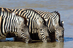 Zebras im Etoscha-Nationalpark (C) Christian Kneissl