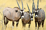 Oryx-Antilopen (C) Christian Kneissl
