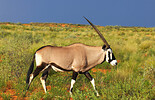 Oryx (C) Christian Kneissl