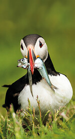 FLUG ONLY ISLAND