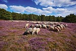 NORD- UND OSTFRIESLAND MIT LÜNEBURGER HEIDE