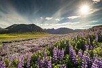 FASZINIERENDES ISLAND MIT SNÆFELLSNES HALBINSEL