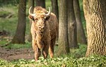 NATURWUNDER POLENS