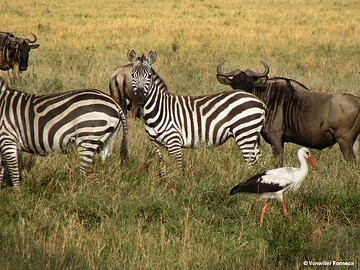 Mi., 02.06.2021 - Tansania und Kenia