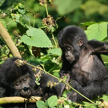 So., 29.03.2020 - Uganda - Dr. Harald Teubenbacher