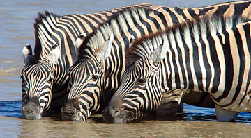 Namibia: Etoscha (von Christian Kneissl)