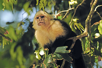 COSTA RICA: ESQUINAS NATIONALPARK, „REGENWALD DER ÖSTERREICHER“