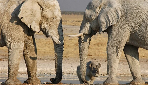Elefanten-mit-nashorn-Etosha-Nationalpark-1130x650.jpg