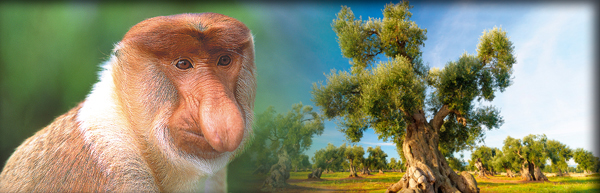Proboscis Affe © Anton Eder | Olivenbaum © Samuele Gallini/Fotolia.com