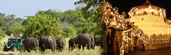 Wildbeobachtungen in Mimeriya © Correia Patrice2014/Fotolia.com | Kandy Perahera © Brad Pict/Fotolia.com