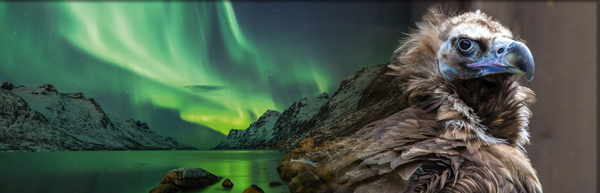 Nordlicht bei Tromsø © jamenpercy/Fotolia.com | Mönchsgeier © rudiernst/Fotolia.com
