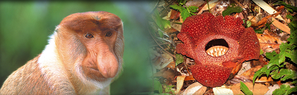 Proboscis Affe © Anton Eder | Rafflesia, Kinabalu Nationalpark © FVA Malaysia